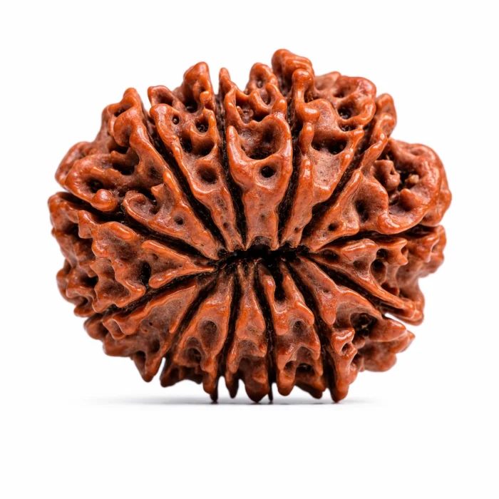 Natural 12 Mukhi Rudraksha | Authentic Beads