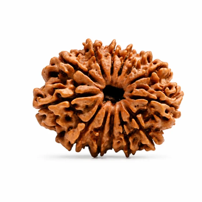 Natural 13 Mukhi Nepali Rudraksha | Authentic Bead