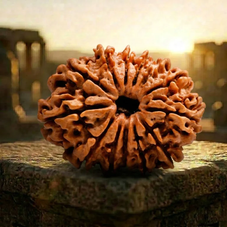 13 Mukhi Rudraksha with background