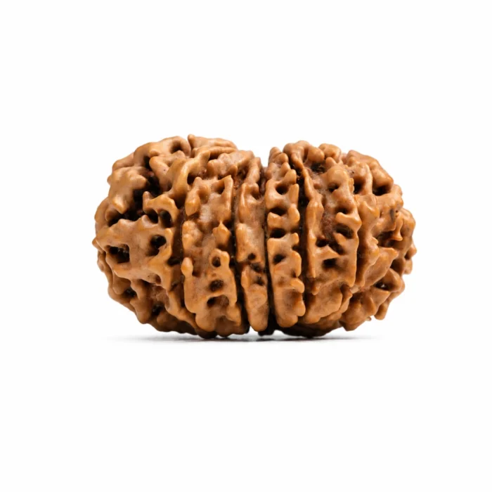 Natural 13 Mukhi Nepali Rudraksha | Authentic Bead
