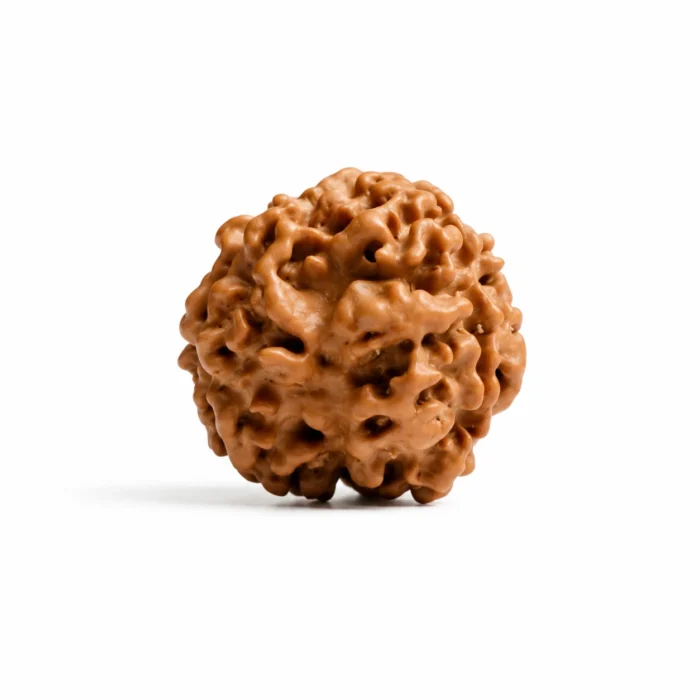 Natural 3 Mukhi Nepali Rudraksha | Authentic Bead