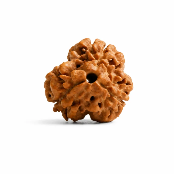 Natural 3 Mukhi Nepali Rudraksha | Authentic Bead
