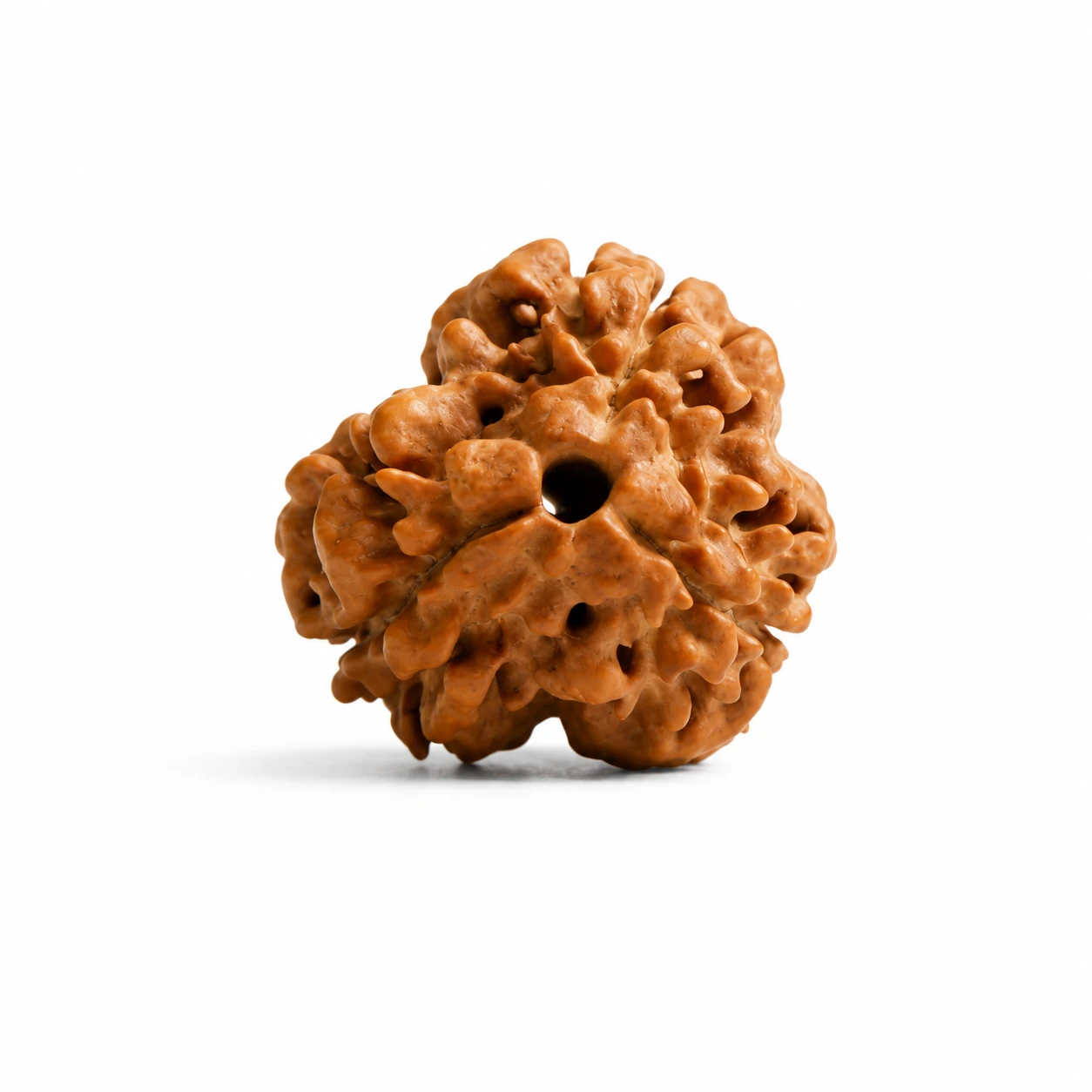 3 Mukhi Rudraksha