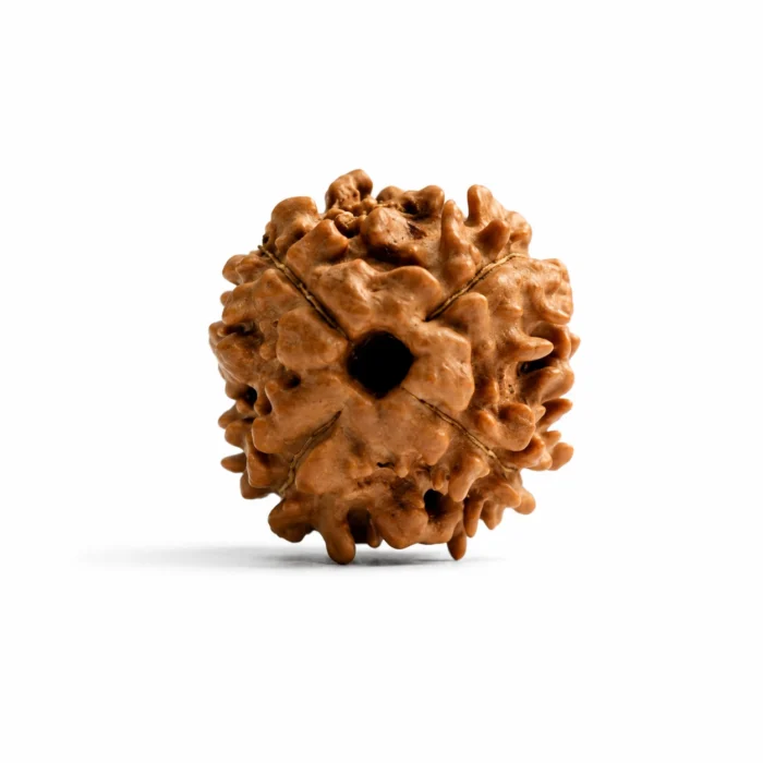 Certified Natural 3 Mukhi Nepali Rudraksha Bead