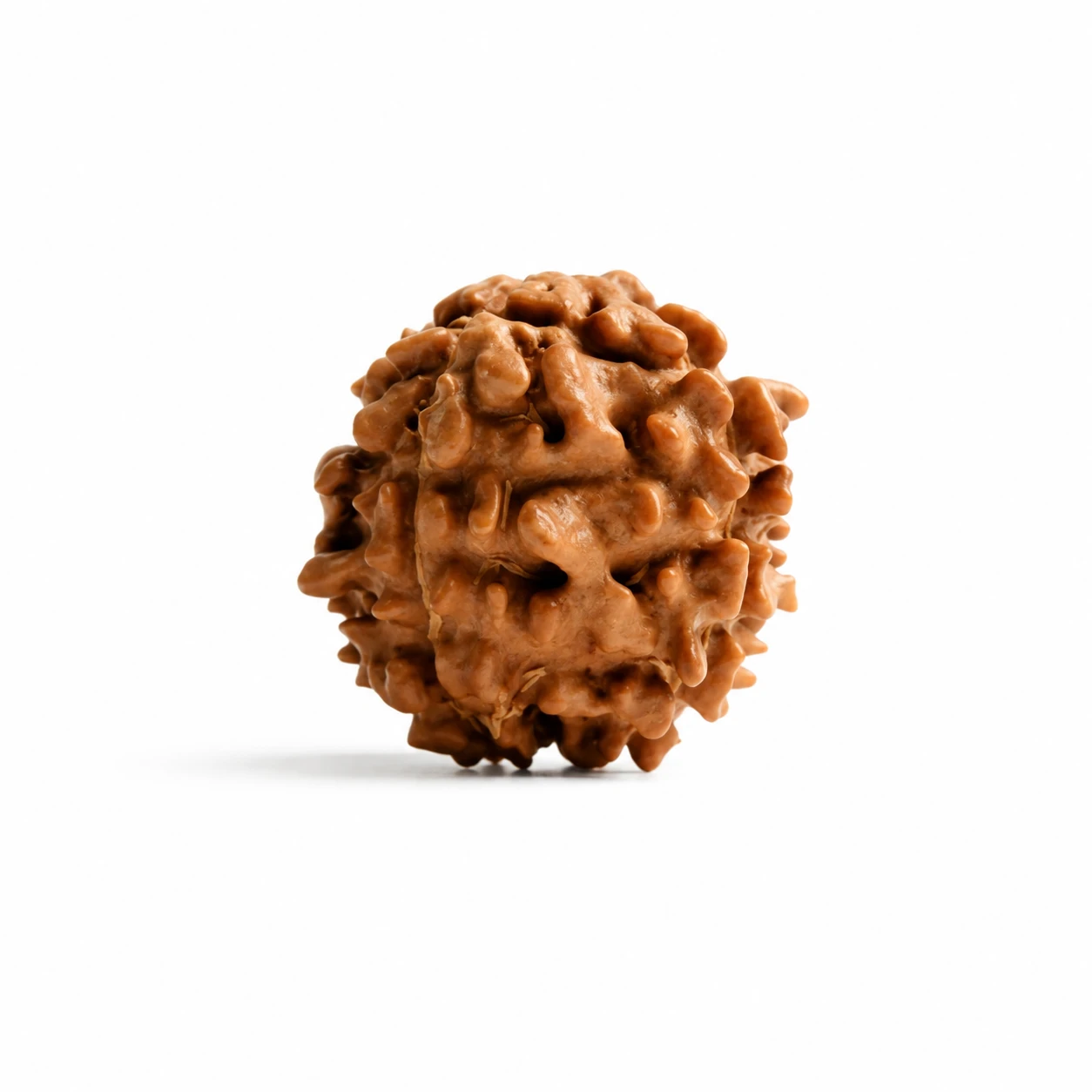Natural 3 Mukhi Rudraksha sides