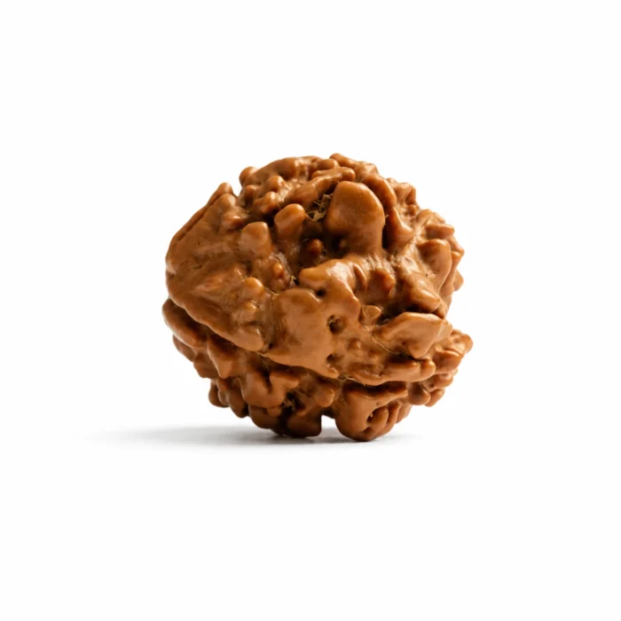 Premium Quality Natural 3 Mukhi Rudraksha Nepal Origin