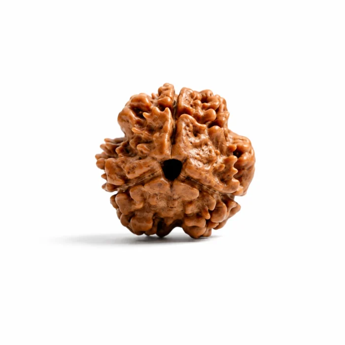 Premium Quality Natural 3 Mukhi Rudraksha Nepal Origin