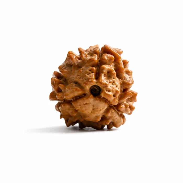 Certified Nepali 3 Mukhi Rudraksha for Spiritual Growth