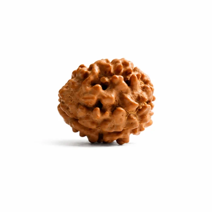 Certified Nepali 3 Mukhi Rudraksha for Spiritual Growth