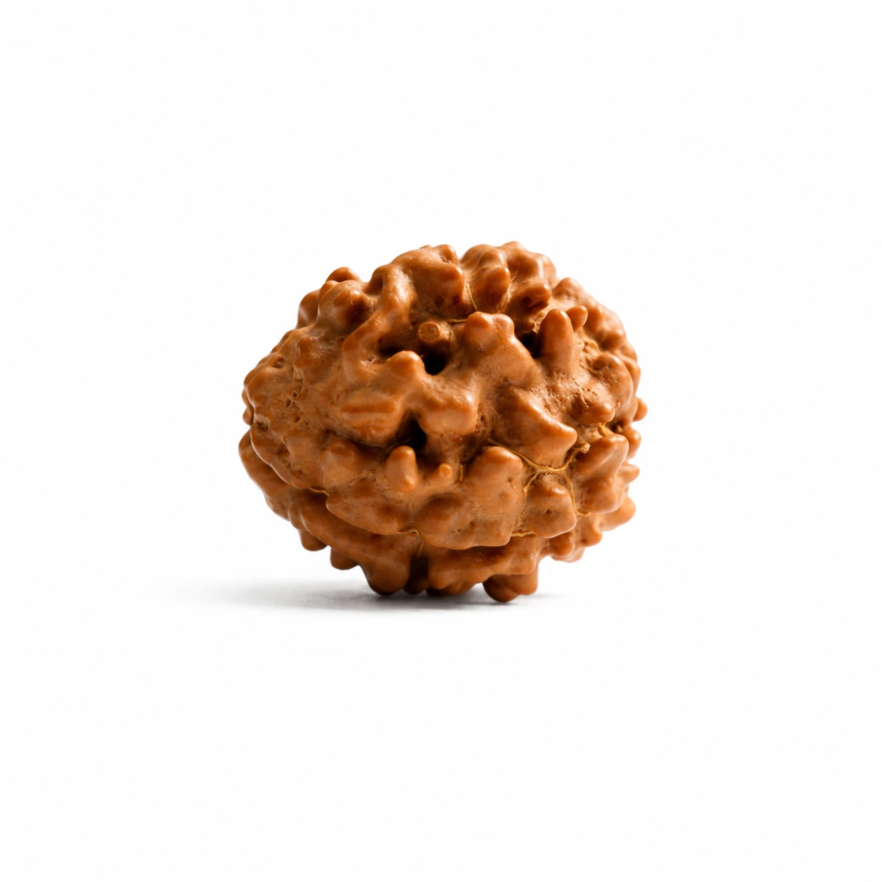 Nepali 3 Mukhi Rudraksha sides