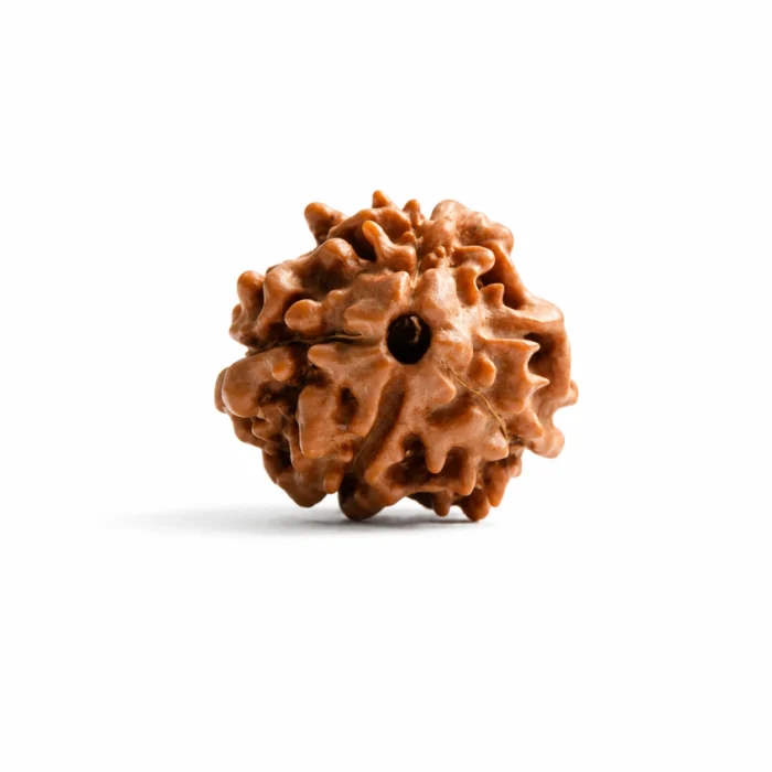 Premium Certified Natural 3 Mukhi Rudraksha Bead