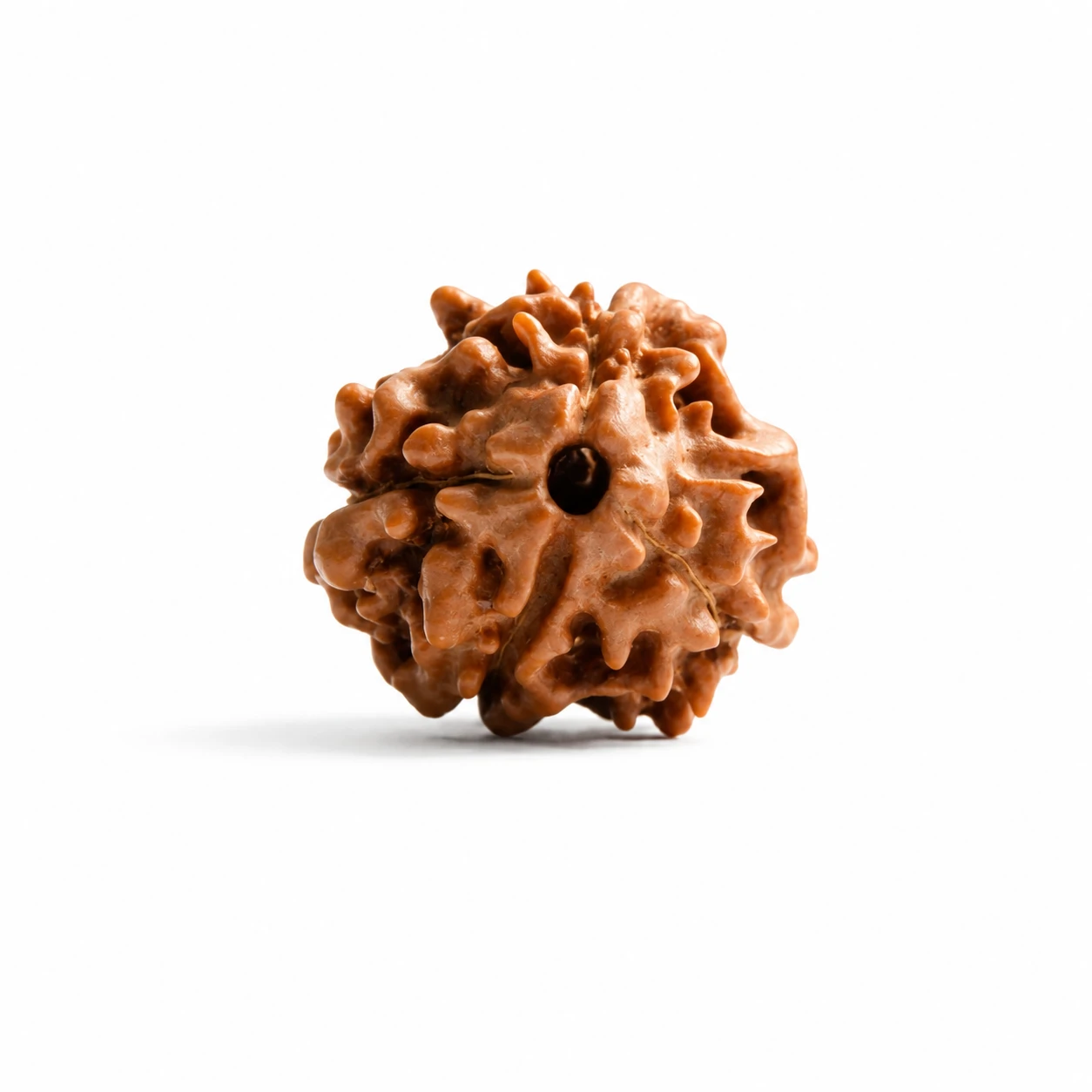 Certified Nepali 3 Mukhi Rudraksha