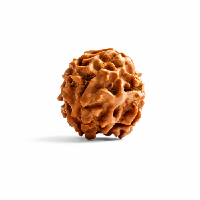 Premium Certified Natural 3 Mukhi Rudraksha Bead