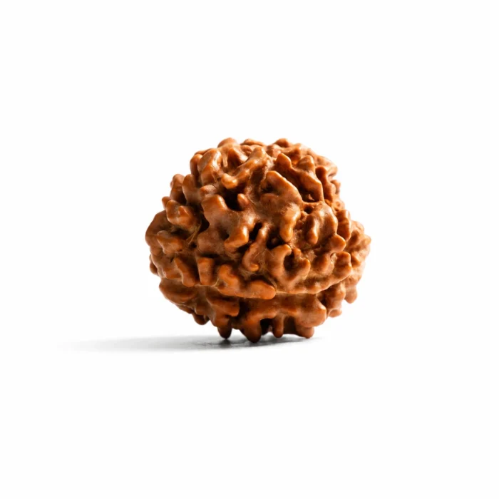 Authentic Nepali 3 Mukhi Rudraksha