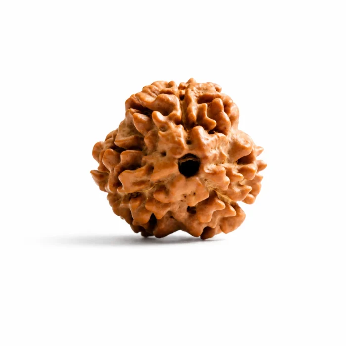 Authentic Nepali 3 Mukhi Rudraksha
