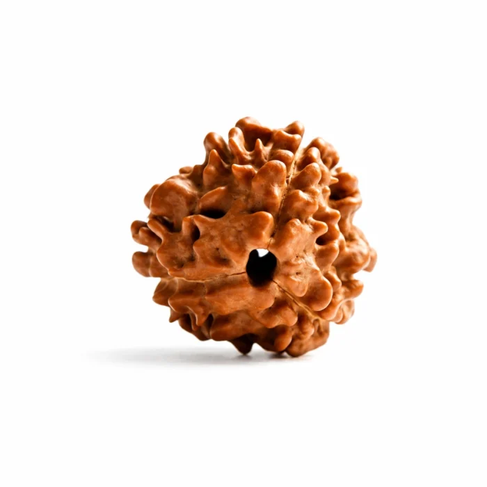 Natural Nepali 3 Mukhi Rudraksha