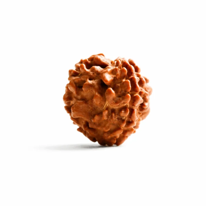 Natural Nepali 3 Mukhi Rudraksha