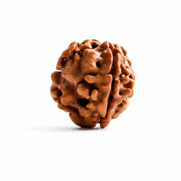 Authentic Nepali 3 Mukhi Rudraksha Bead