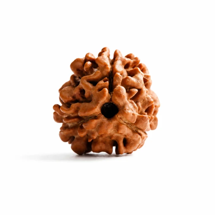 Authentic Nepali 3 Mukhi Rudraksha Bead