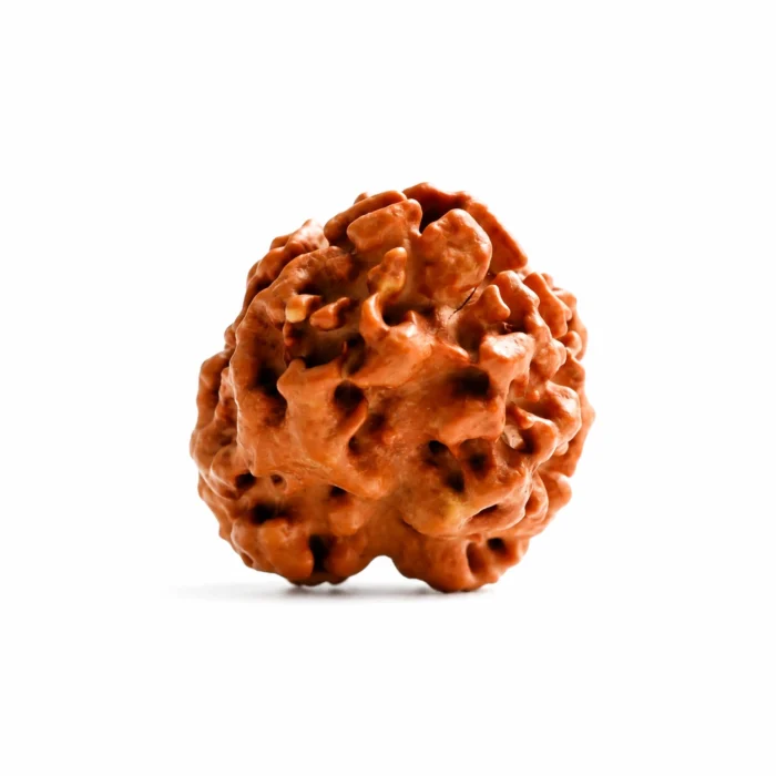 Nepali 3 Mukhi Rudraksha for Confidence & Success