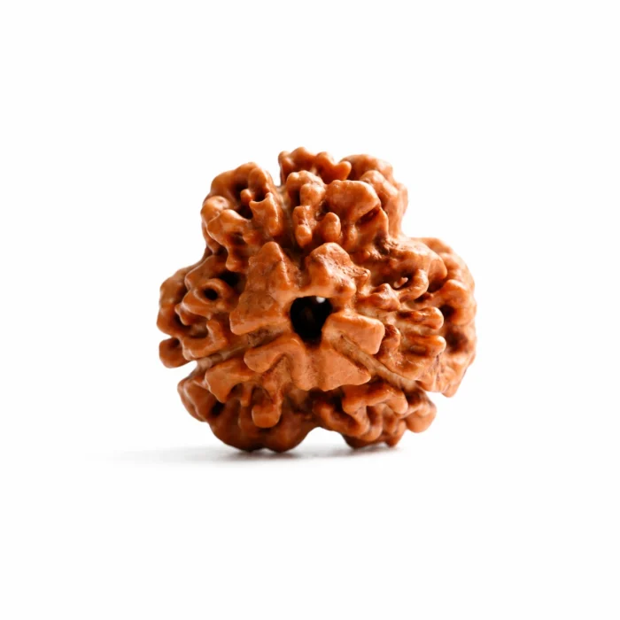Nepali 3 Mukhi Rudraksha for Confidence & Success