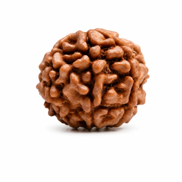 Nepali 7 Mukhi Rudraksha for Wealth & Prosperity