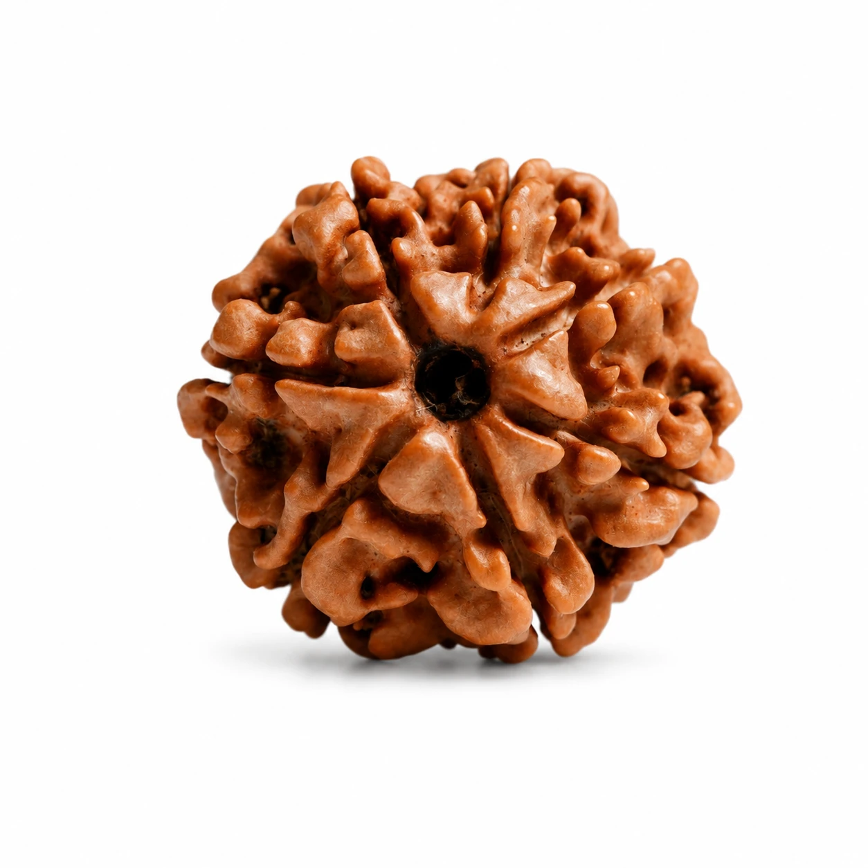 Natural Nepali 7 Mukhi Rudraksha