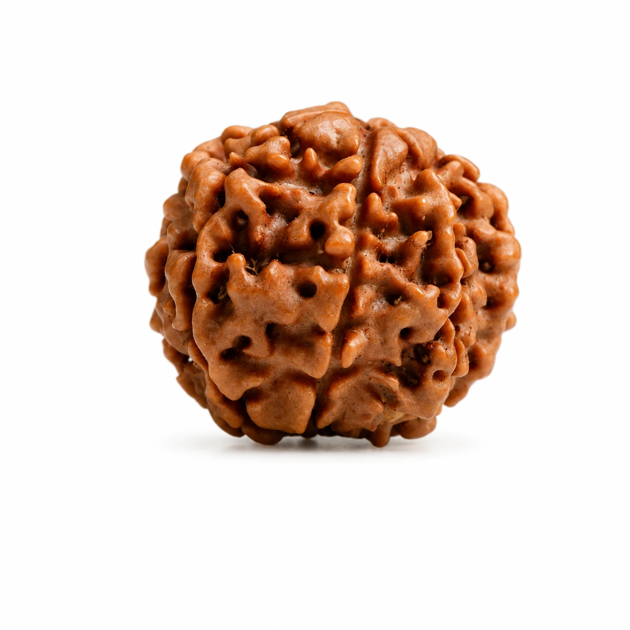 Natural Nepali 7 Mukhi Rudraksha sides