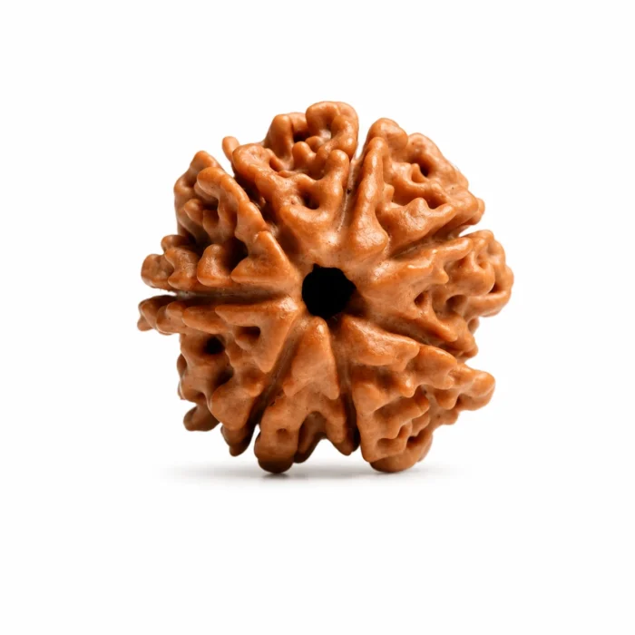 Natural 7 Mukhi Rudraksha from Nepal for Positive Wealth Energy