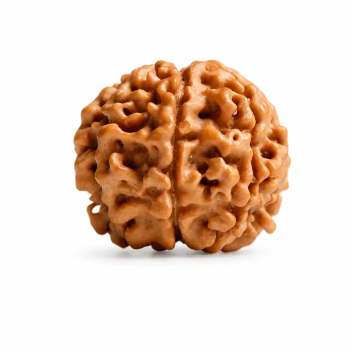 Natural 7 Mukhi Rudraksha from Nepal for Positive Wealth Energy