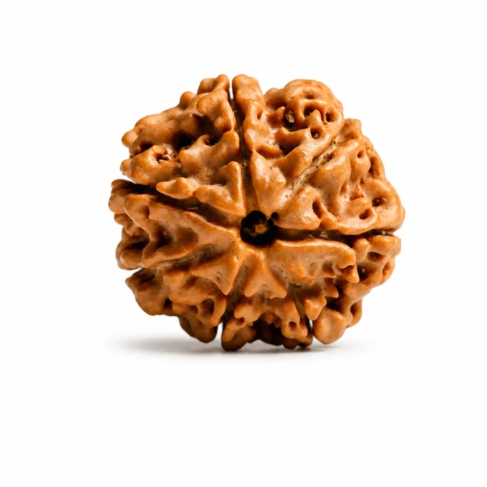 Natural Nepali 7 Mukhi Rudraksha for Wealth Attraction