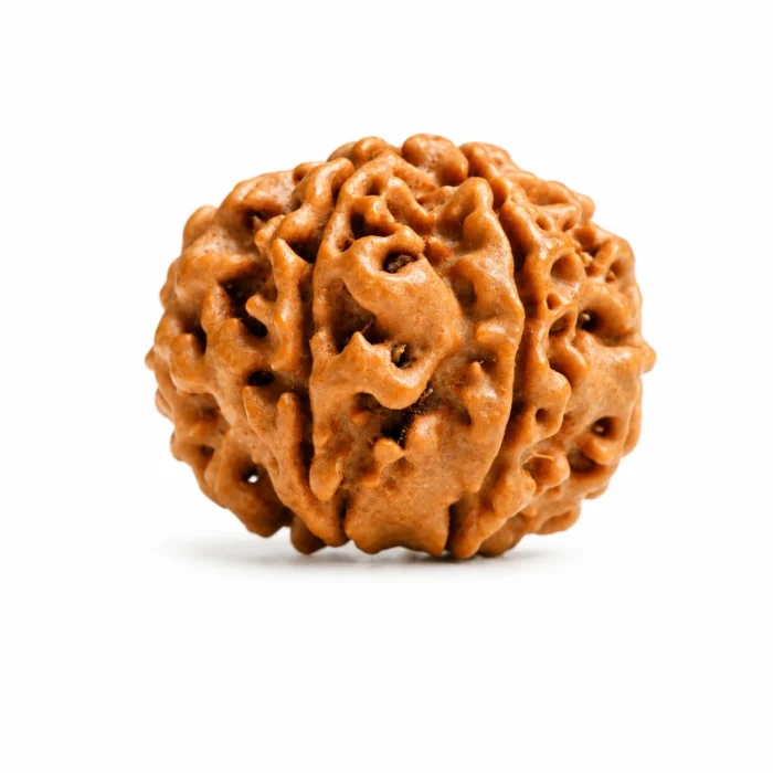 Natural Nepali 7 Mukhi Rudraksha for Wealth Attraction
