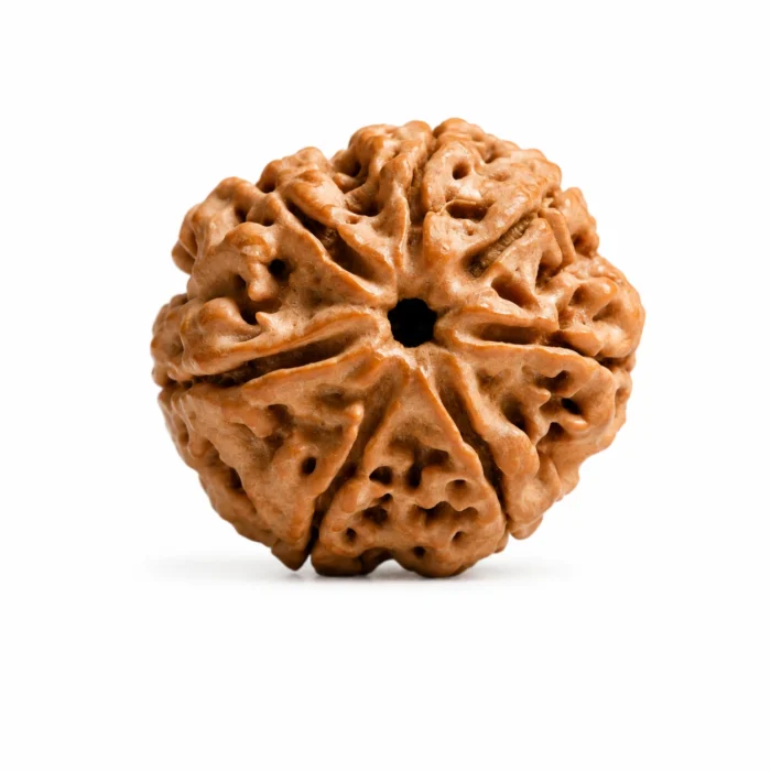 Certified 7 Mukhi Nepali Rudraksha for Prosperity Peace & Inner