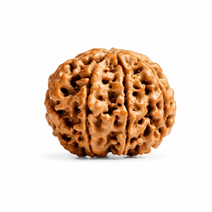 Authentic Nepali 7 Mukhi Rudraksha for Success, Prosperity