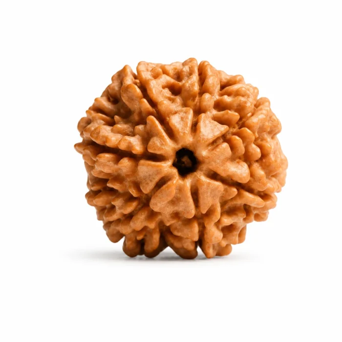 Original 7 Mukhi Nepali Rudraksha for Well-Being