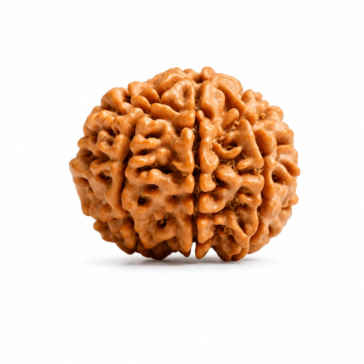 Original 7 Mukhi Nepali Rudraksha side