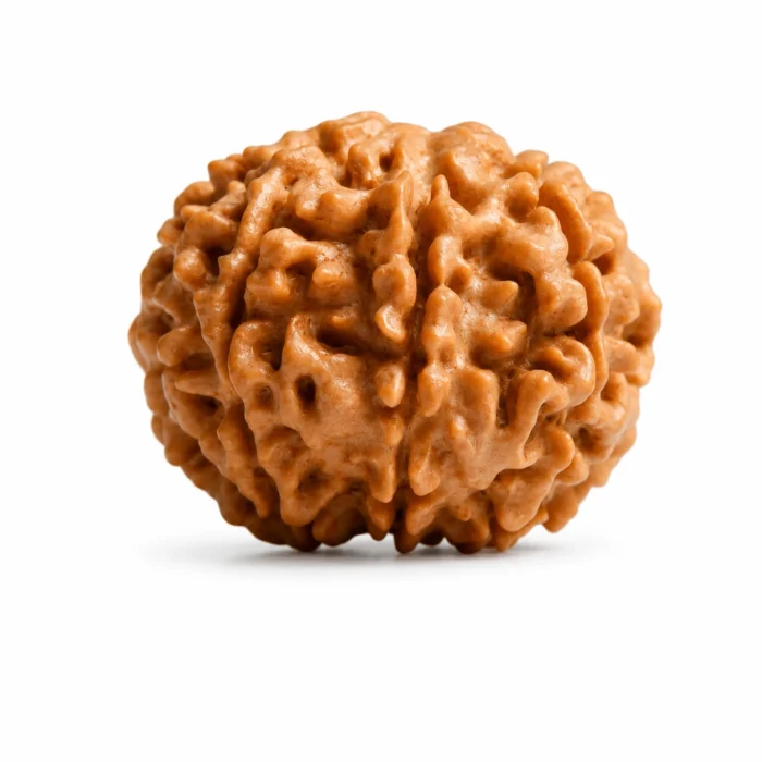 Natural 7 Mukhi Nepali Rudraksha for Prosperity & Growth