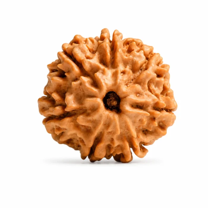 Natural 7 Mukhi Nepali Rudraksha for Prosperity & Growth