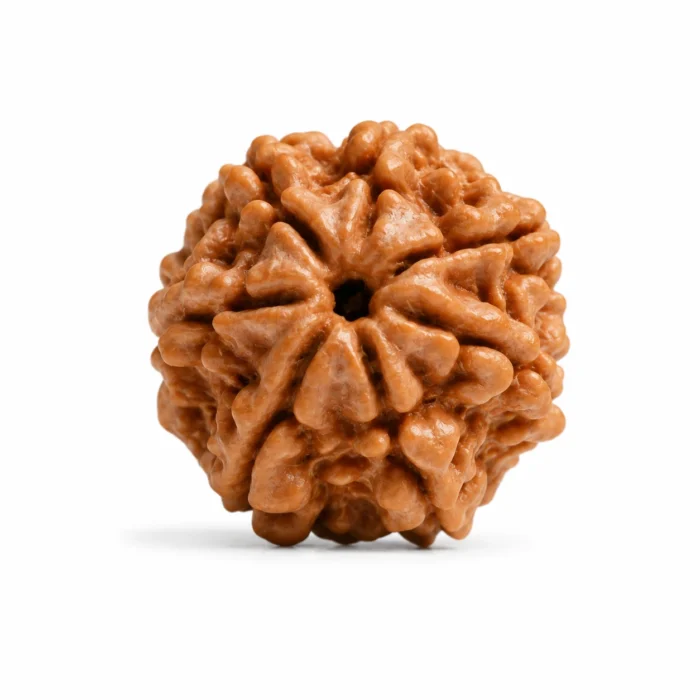 Premium 7 Mukhi Rudraksha for Positive Energy