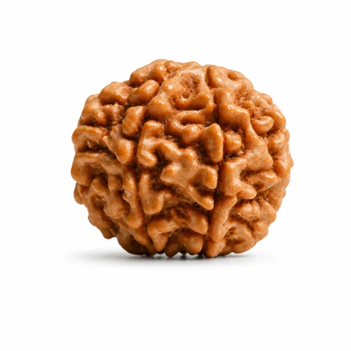 Premium 7 Mukhi Rudraksha for Positive Energy