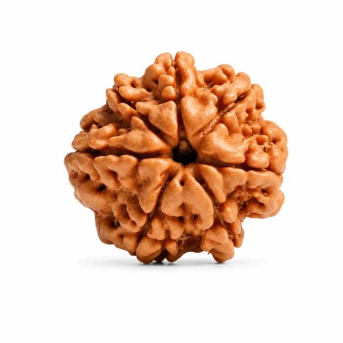Authentic 7 Mukhi Nepali Rudraksha for Harmony & Peace