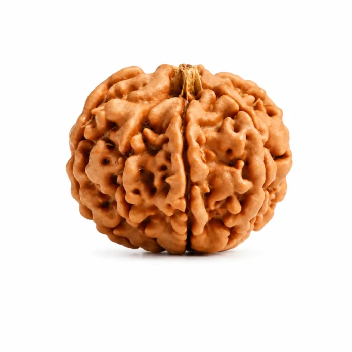 Authentic 7 Mukhi Nepali Rudraksha for Harmony & Peace