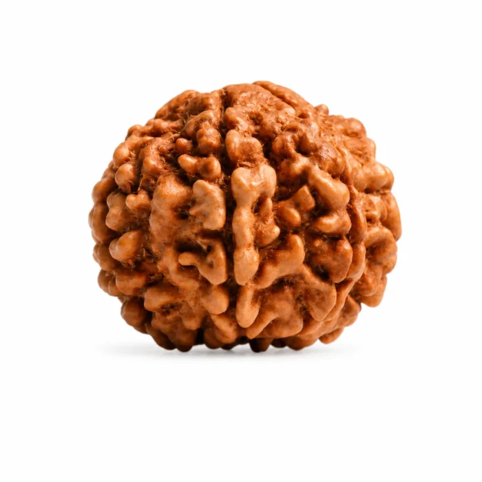 Certified 7 Mukhi Rudraksha for Success  & Positive Energy