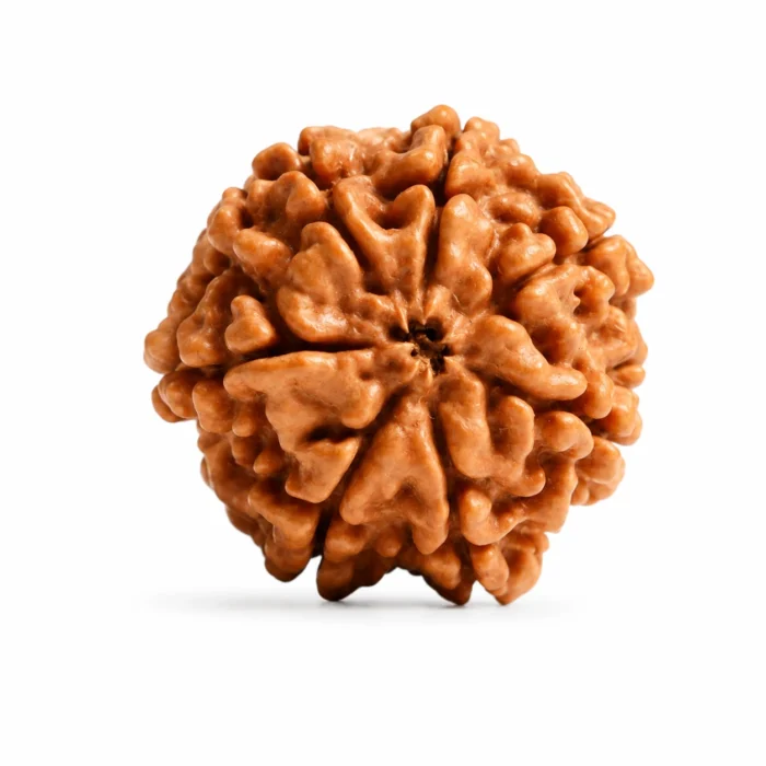 Certified 7 Mukhi Rudraksha for Success  & Positive Energy