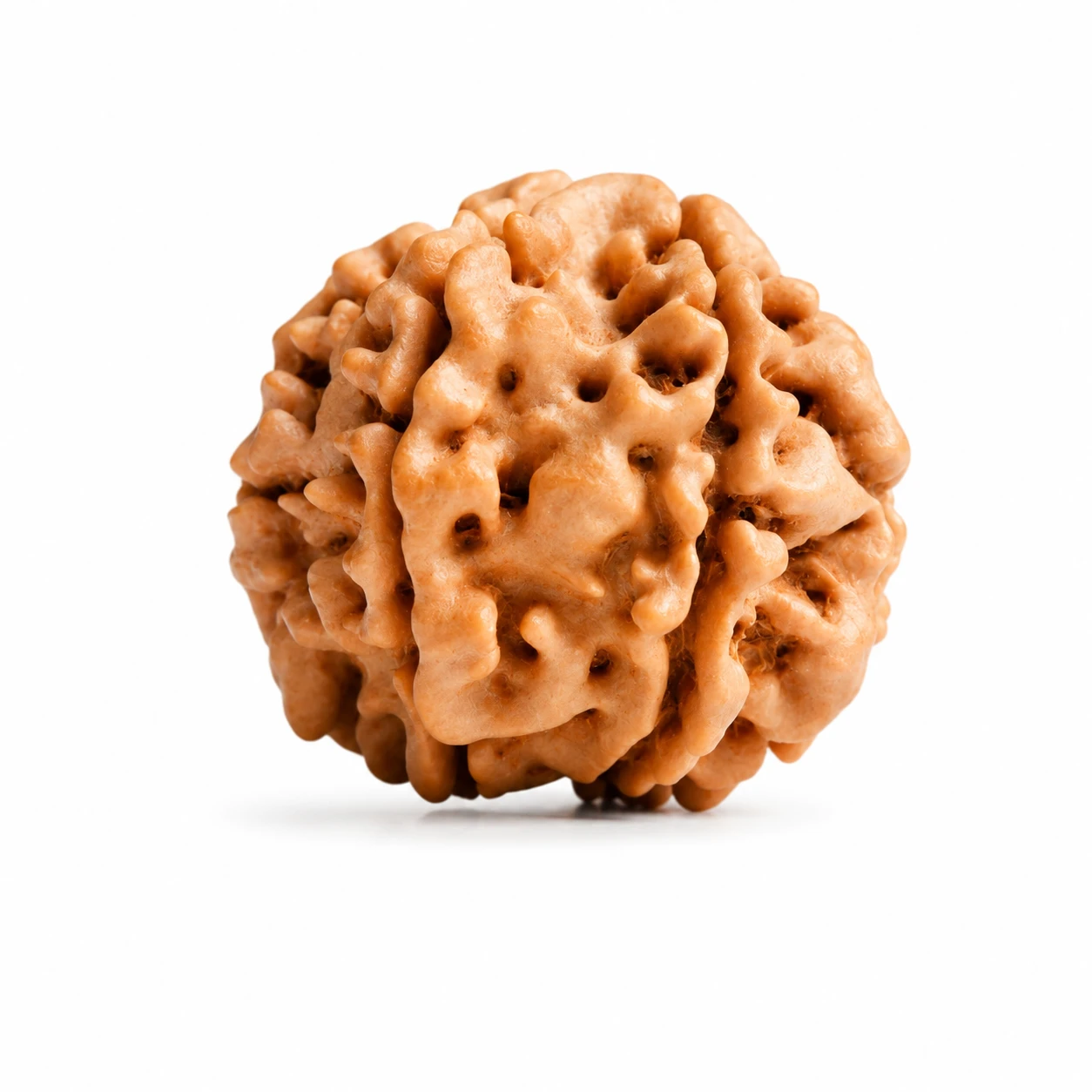 Original 7 Mukhi Rudraksha side view