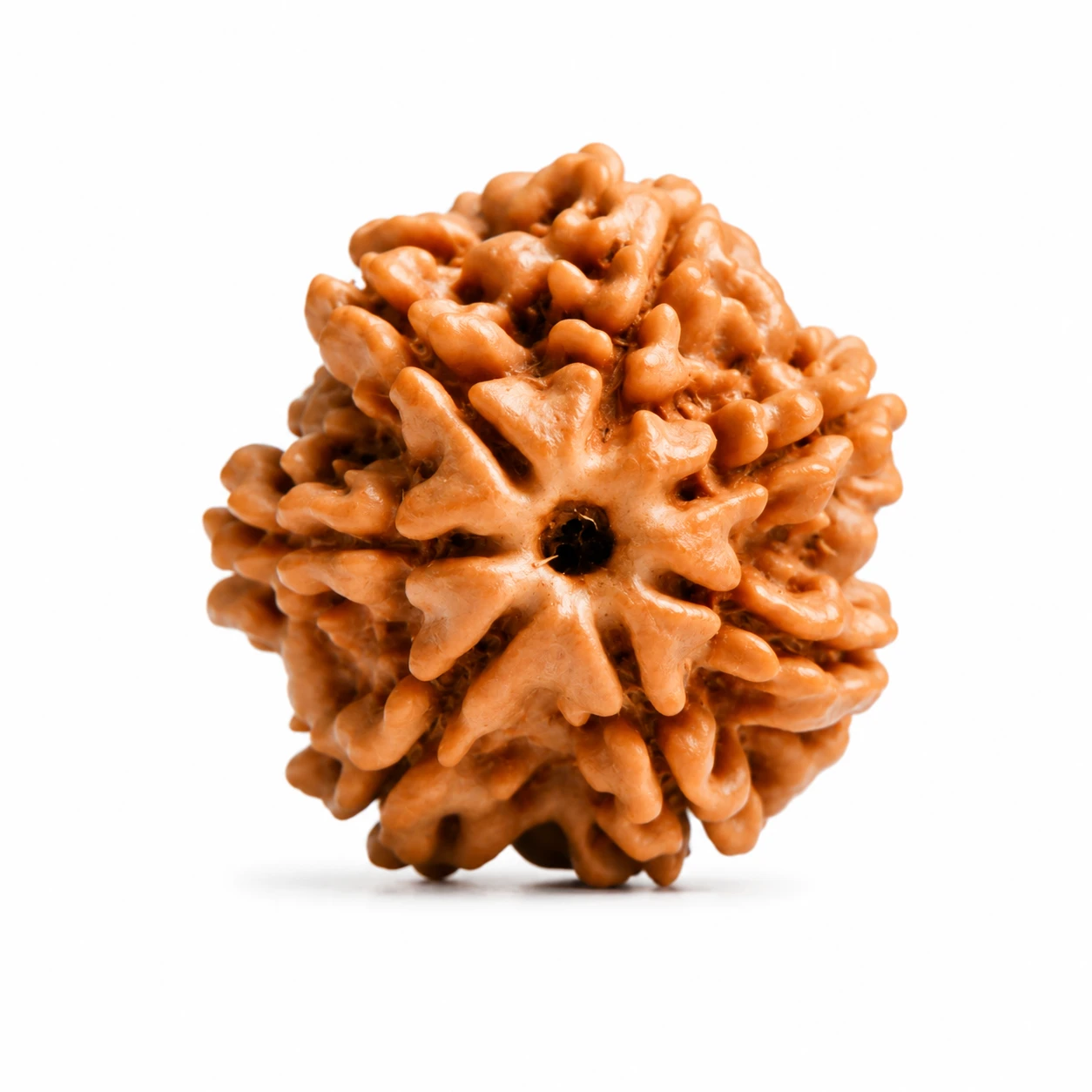 Nepali 7 Mukhi Rudraksha