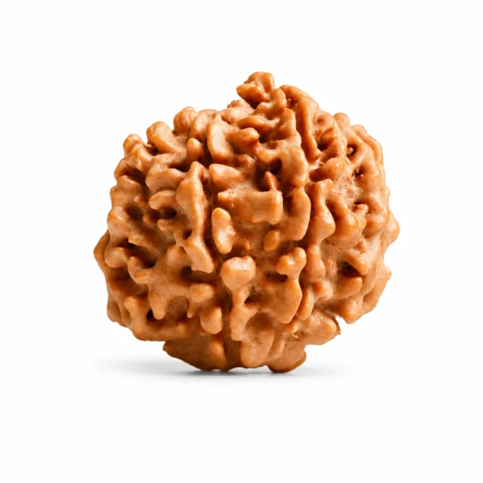 Authentic 7 Mukhi Rudraksha for Peace & Positive Living