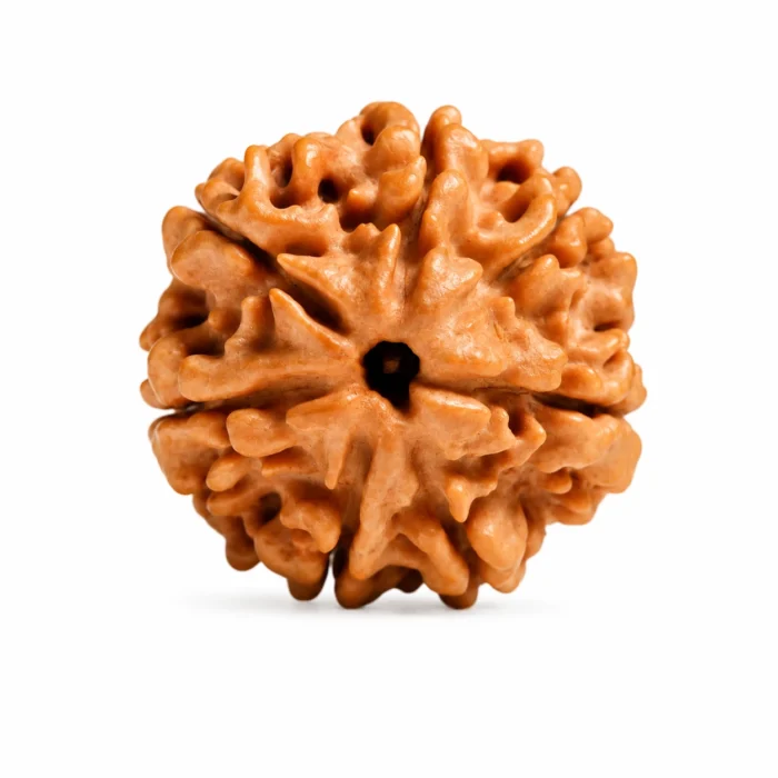 Authentic 7 Mukhi Rudraksha for Peace & Positive Living