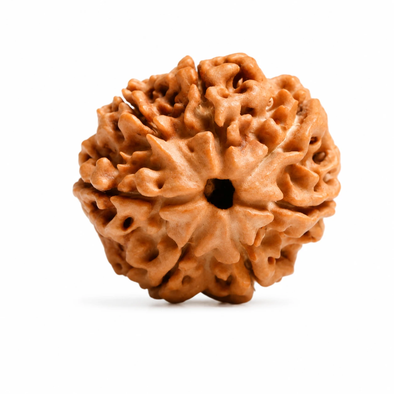 Premium Nepali 7 Mukhi Rudraksha