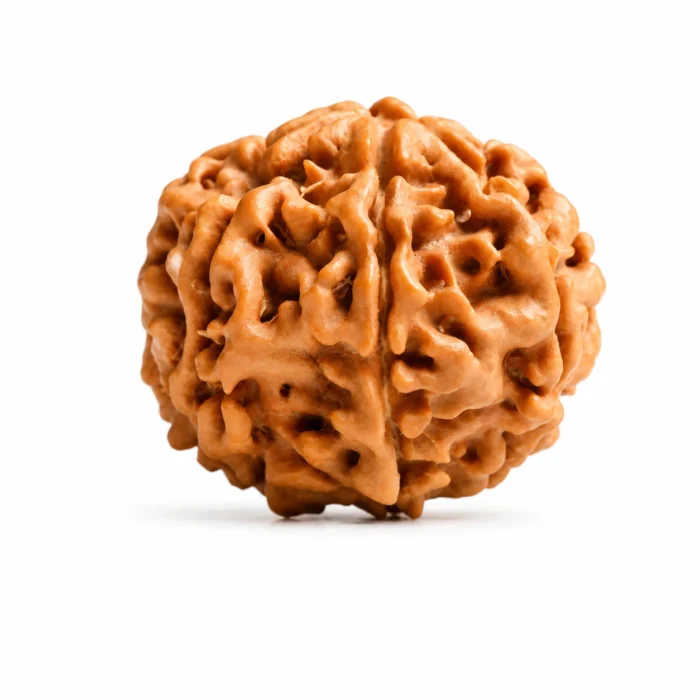 Premium Nepali 7 Mukhi Rudraksha for Prosperity & Peace